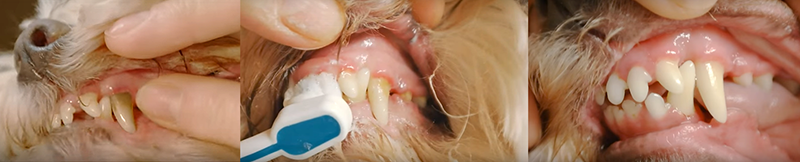 Ultrahangos Emmi-pet kutya fogkeféink hatékonysága - jópatikus