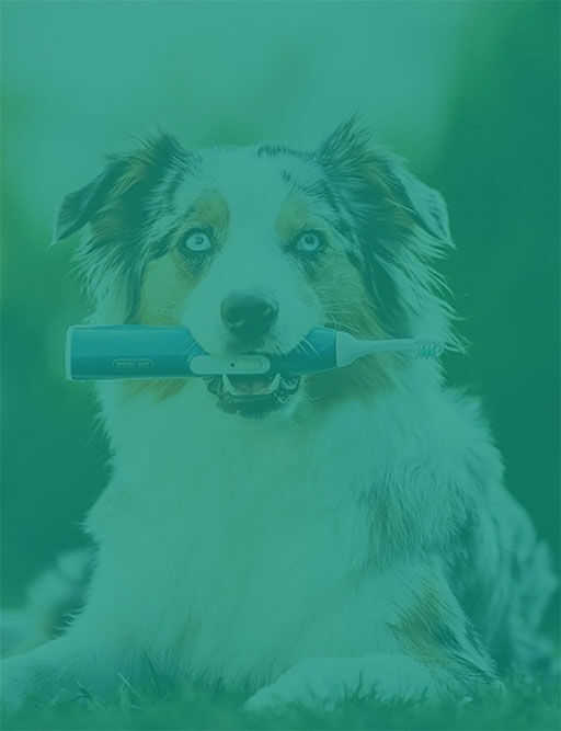 ultrahangos kutya fogkefe